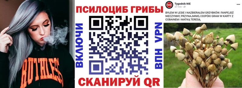 Купить закладки  Мценск  Галлюциногенные грибы Psilocybe 